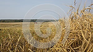 Wheat field.Yellow grain is ready for harvest growing in the farm field