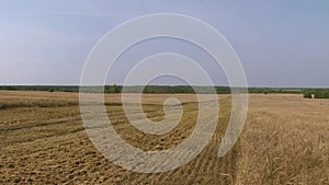 Wheat field.Yellow grain is ready for harvest growing in the farm field