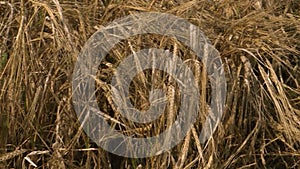 Wheat field.Yellow grain is ready for harvest growing in the farm field