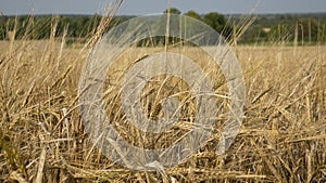 Wheat field.Yellow grain is ready for harvest growing in the farm field