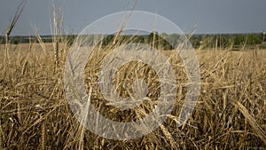 Wheat field.Yellow grain is ready for harvest growing in the farm field