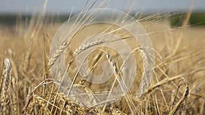 Wheat field.Yellow grain is ready for harvest growing in the farm field