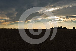 Wheat field on a yellow sunset background