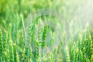 Wheat field -Young green wheat