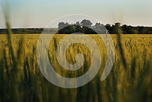 Wheat field with young spikelets at sunset