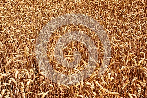 Wheat field2
