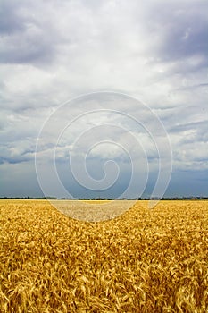 Wheat fields
