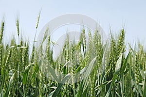 Wheat fields