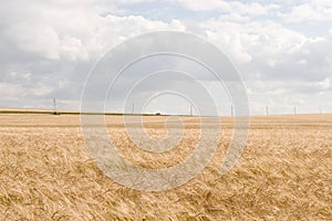 Wheat fields