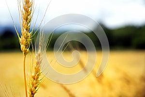 Wheat Fields