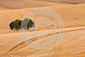 Wheat fields