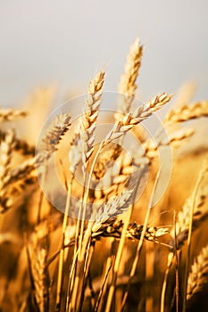 Wheat fields