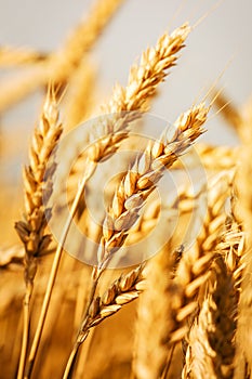 Wheat fields