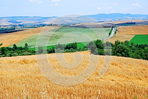 Wheat Fields