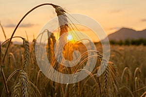 Wheat fields