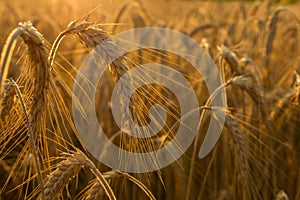 Wheat fields