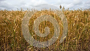 Wheat Fields agains cloudy sky