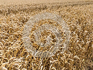 Wheat fields, agriculture in the Netherlands