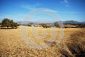 Wheat fields, Andalusia.