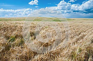 Wheat Fields in August