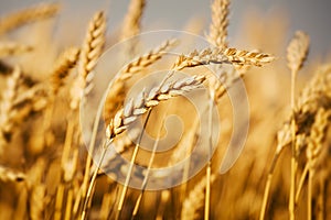 Wheat fields photo