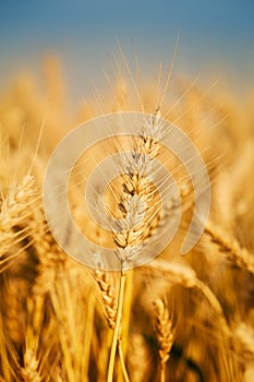 Wheat fields