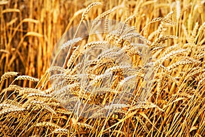 Wheat fields