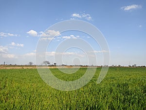 Wheat fields with beautiful sky