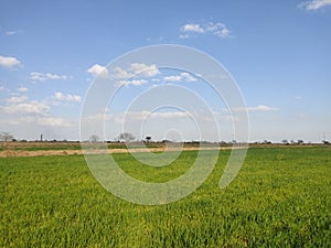 Wheat Fields with blue sky