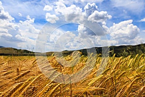 Wheat fields with blue sky