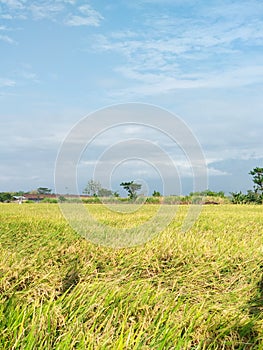 Wheat Fields and Clear Sky