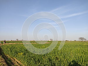 Wheat fields with clear sky