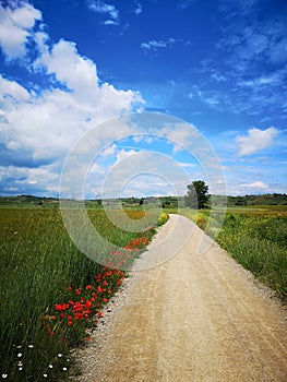 Fields and Sky in Navarra, Spain photo