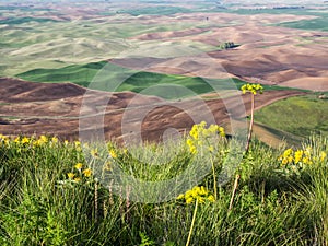Wheat fields contour the Palouse hills