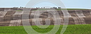 Wheat fields contour the Palouse hills