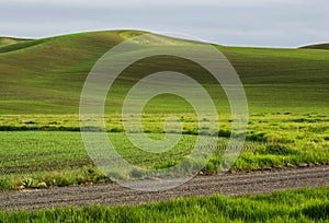 Wheat fields contour the Palouse hills