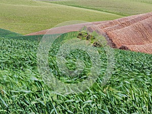 Wheat fields contour the Palouse hills