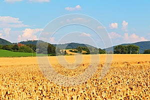 Wheat fields in countryside