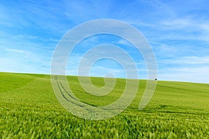 Wheat fields in the countryside in Europe, in France, in Burgundy, in Nievre, towards Clamecy, in Spring, on a sunny day photo