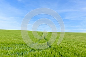 Wheat fields in the countryside in Europe, in France, in Burgundy, in Nievre, towards Clamecy, in Spring, on a sunny day photo