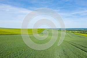 Wheat fields in the countryside in Europe, in France, in Burgundy, in Nievre, towards Clamecy, in Spring, on a sunny day photo