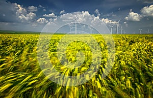 Wheat fields in Dobrogea with eolian windmill farm, Romania