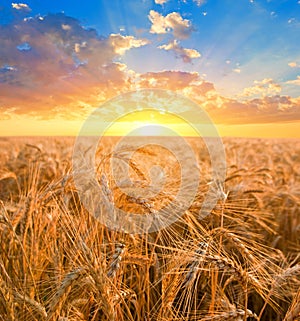 Pšenice pole na brzy ráno 