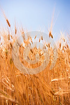 Wheat fields. Ears of golden wheat close up. Beautiful Nature Landscape.