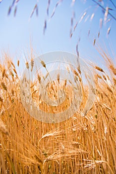 Wheat fields. Ears of golden wheat close up. Beautiful Nature Landscape.