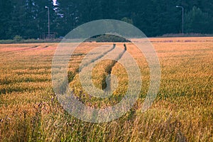 Wheat fields in Europe