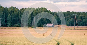 Wheat fields in Europe