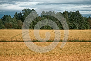 Wheat fields in Europe