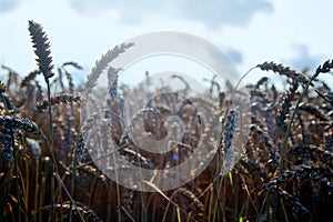 Wheat fields in Europe