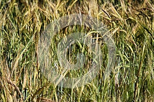 Wheat fields in Europe